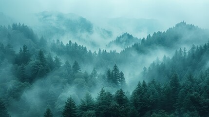   A dense forest, shrouded by thick fog and low-lying clouds on a gloomy day - obrazy, fototapety, plakaty