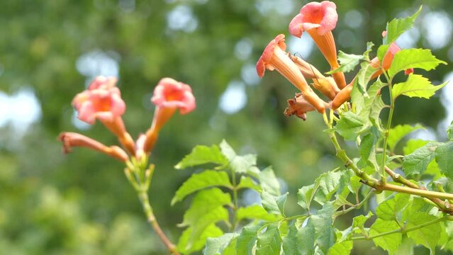 Campsis radicans (trumpet vine or trumpet creeper, also known in North America as cow itch vine or hummingbird vine), is species of flowering plant of family Bignoniaceae.