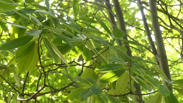 Rhododendron hemsleyanum is rhododendron species native to Mount Emei in Sichuan, China, where it grows at altitudes of 1200&ndash;1500 meters. It is shrub or small tree.