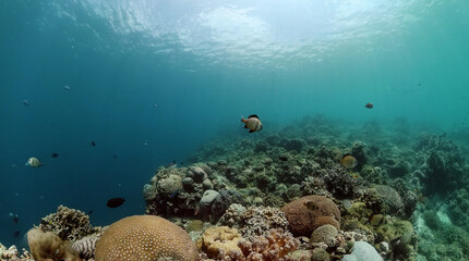 Reef underwater tropical coral garden. Coral scene, tropical fish and corals.