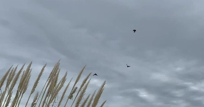 Aves volando en el cielo con colas de zorro flameando por el viento 