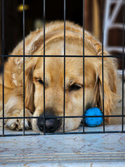 a Golden retriever behind a cage laying next to a toy looking sad or sleepy with a blurry background