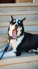 Black and White husky with blue eyes yawning while laying on the stairs 