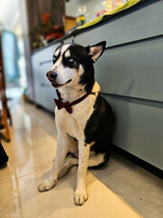 a black and white Husky with blue eyes wearing a red bowtie