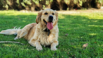 a portrait of a Golden Retriever sitting on green grass while smiling tongue out on a bright sunny day with a stick beside him