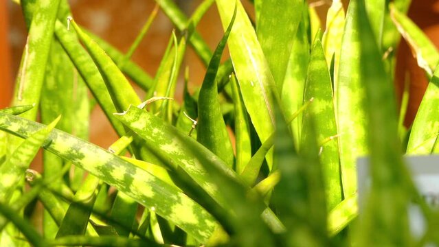 Sansevieria parva is flowering plant