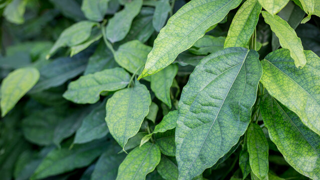 Characteristics of the green leaves and stems of the herbaceous plant Tiliacora triandra (Colebr.) Diels., Menispermaceae.