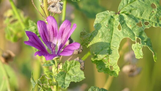 Malva sylvestris is species of mallow genus Malva in family of Malvaceae and is considered to be type species for genus. Known as common mallow to English-speaking Europeans.