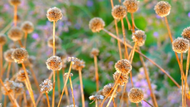 Armeria alliacea is flowering plant