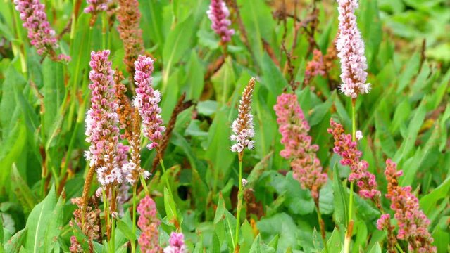 Persicaria affinis in family Polygonaceae