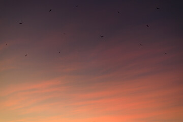 Twilight sky with Bats flying, Abstract sky clouds texture background