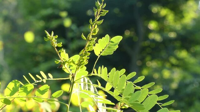 Caragana arborescens, Siberian peashrub