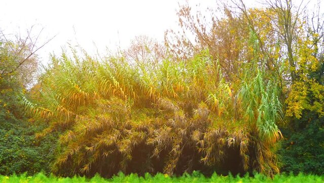 Salix viminalis, basket willow, common osier or osier, is willow native to Europe, Western Asia, and Himalayas.