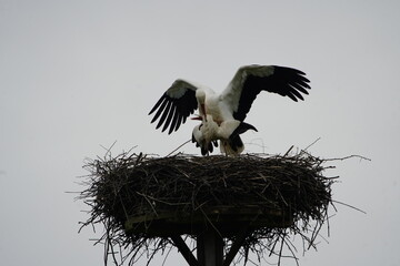 White storks mating (Ciconia ciconia) Ciconiidae family. Hanover - Leinewiesen, April 7, 2024.Germany.