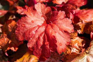 Heuchera 'Forever Red' an herbaceous perennial spring summer foliage plant with red leaves commonly...