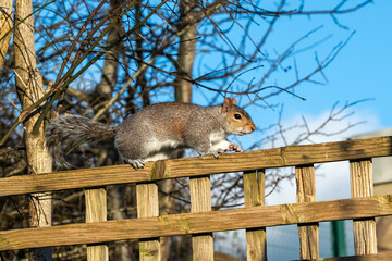 Grey squirrel (Sciurus carolinensis) a wild tree animal rodent on a green pole which are mostly...