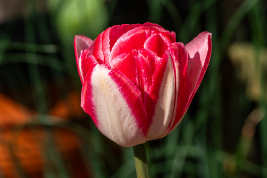 Tulip 'Angelique' (tulipa) a spring flowering plant with a red and white springtime flower in a public park during March and April, stock photo image