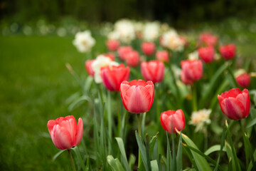 czerwone tulipany, wiosenne kwiaty - obrazy, fototapety, plakaty