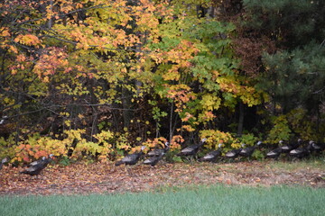 Wild turkeys in autumn, Québec, Canada