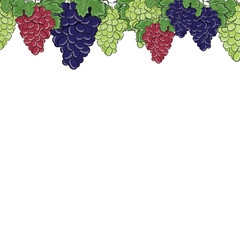 Vector Hand Drawn Colorful Grapes Frame Template Isolated on White Background. Vintage Style Sweet Fruit Illustration. Grapes on vine banner template with different colors of grapes.