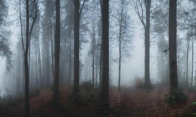 fog, smoke in the woods