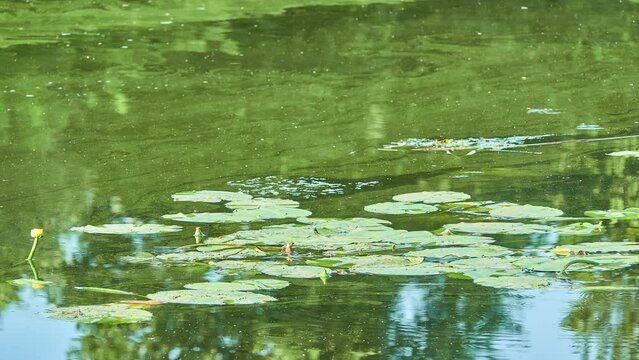 Lilies on the water. Green duckweed on the surface of the old bog. Summer weather.