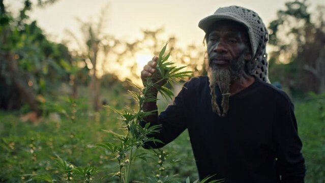 A Weed Farm in Jamaica