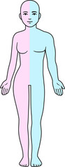 Half male half female body outline. Nude human body separated in two parts, pink and blue. Gender identity, sex transition. Isolated clip art illustration with transparent background.