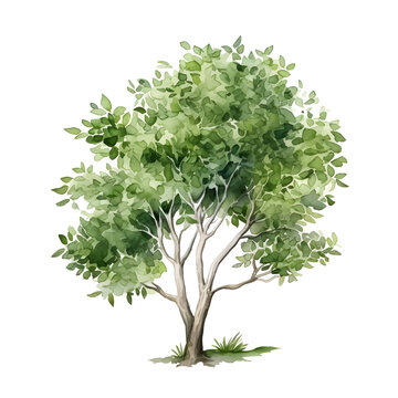 tree watercolor style, illustration.