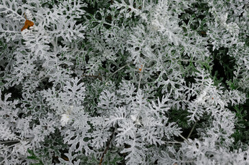 frost on the grass