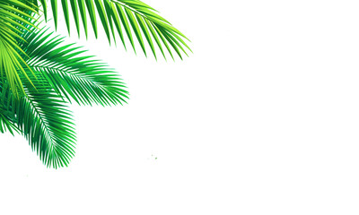 Fototapeta na wymiar Green leaves of coconut palm trees isolated on a white background for graphic design
