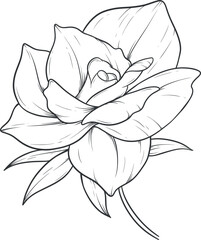 A rose is drawn in black and white
