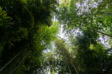 Low-angle view of the bamboo trees 