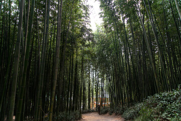 View of the bamboo forest with the footpath