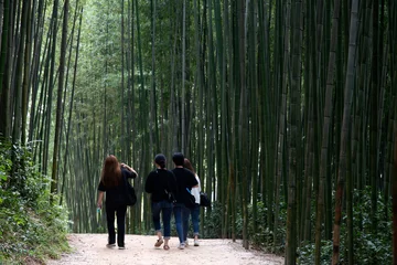 Foto op Canvas View of the bamboo forest with the walking tourists © 안구정화