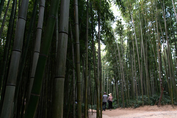 View of the bamboo forest with the walking tourists