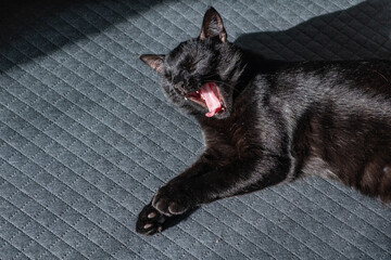 A small black domestic outbred mestizo kitten yawns sweetly, opening his mouth wide, after a long...