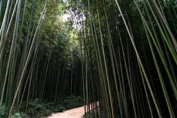 View of the bamboo forest
