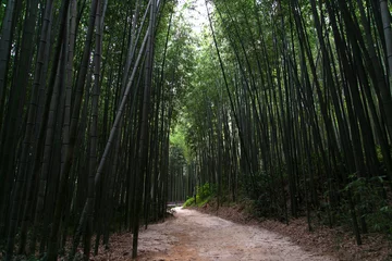 Keuken spatwand met foto View of the bamboo forest © 안구정화