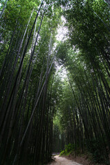 Fototapeta na wymiar View of the bamboo forest