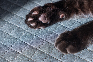 paws of a black cat with dark pads, cute desktop screensaver