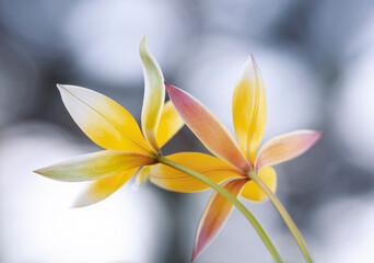 Fototapeta premium Wiosenne kwiaty. Tulipany botaniczne Tarda. Tapeta, dekoracja.