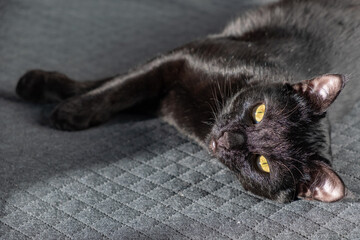 A small black beautiful domestic mongrel mestizo kitten lies on a gray fabric background. cute...