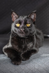 A small black beautiful domestic mongrel mestizo kitten lies on a gray fabric background. cute desktop screensaver, postcard