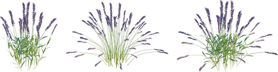 Lavender flower 4k png cutout
