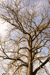 tree and sky aktueller Klimawandel in Europa