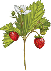 Hand drawn wild strawberry on a branch with leaves and flower. Vector illustration isolated on white background.