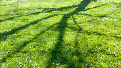 Sombra de ramas de árbol sobre hierba verde en parque