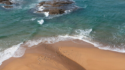 Gaviotas posadas en orilla de playa de Asturias