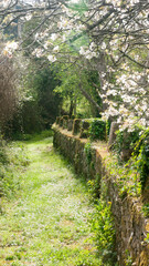 Camino junto a muro de jardín en primavera